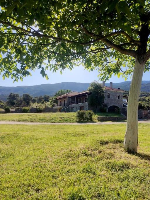 a tree in a field next to a house at Venus cottage in Agios Vlasios