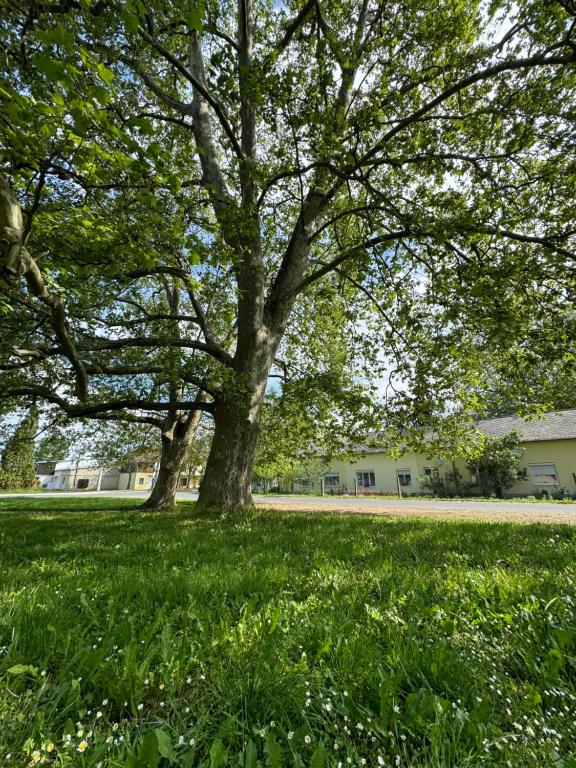 Zahrada ubytování Platán Apartman