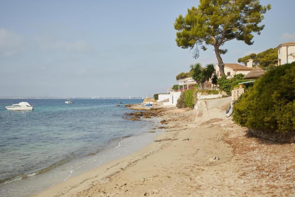 a beach with a tree and a boat in the water at Inmood Aucanada 4 Sup in Port d'Alcudia
