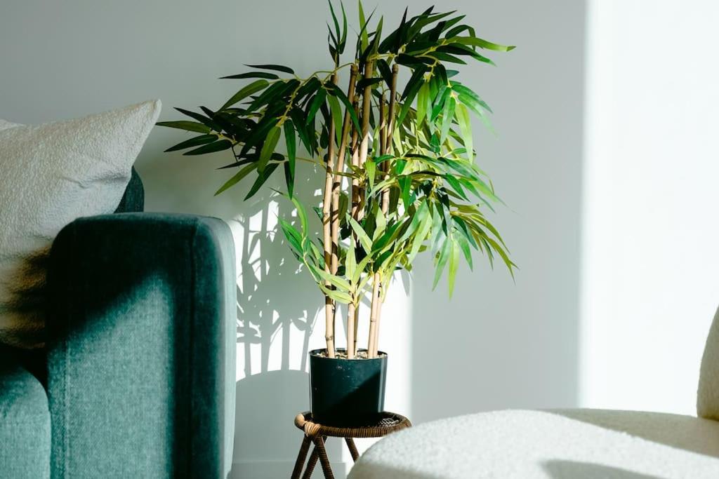 a green plant in a black pot next to a couch at Lv53 Spanning 200 degrees with no obstacle view421 in Melbourne