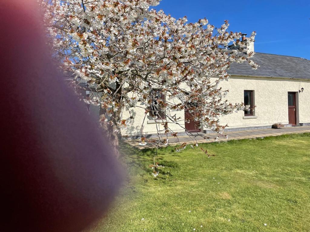 een bloeiende boom voor een wit huis bij Deerpark Holiday cottages Dairy in Killaloe