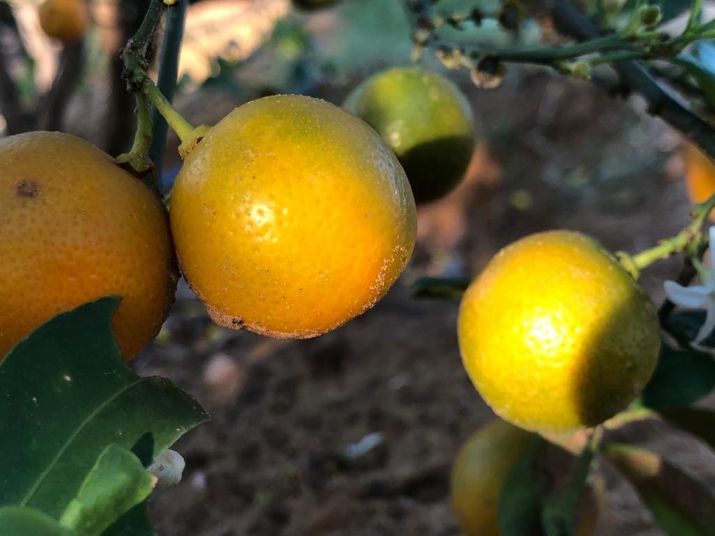 a bunch of oranges hanging from a tree at The Bainada farm in Jaipur