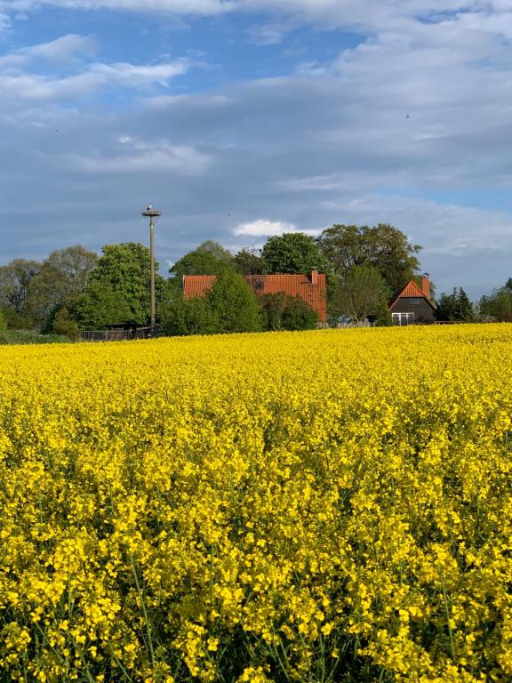 a field of yellow flowers with a house in the background at Ferienwohnung Segeln und Angeln in Grabowhöfe