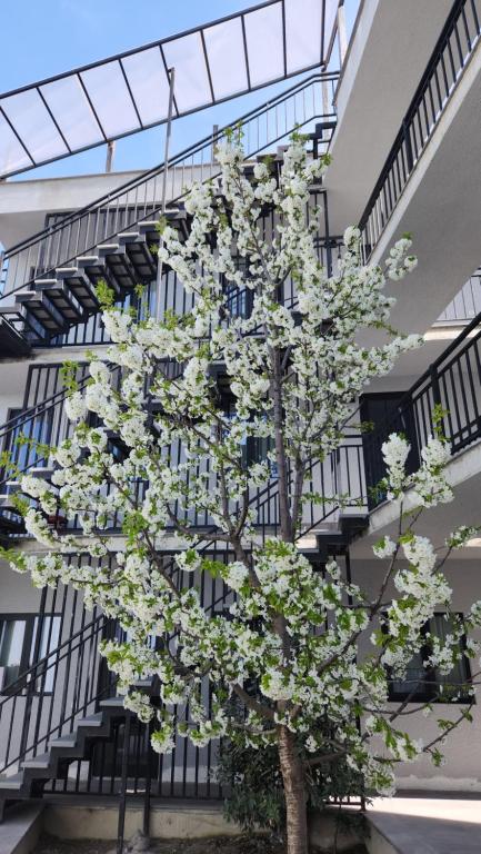 a tree with white flowers in front of a building at KHORGO in Gori