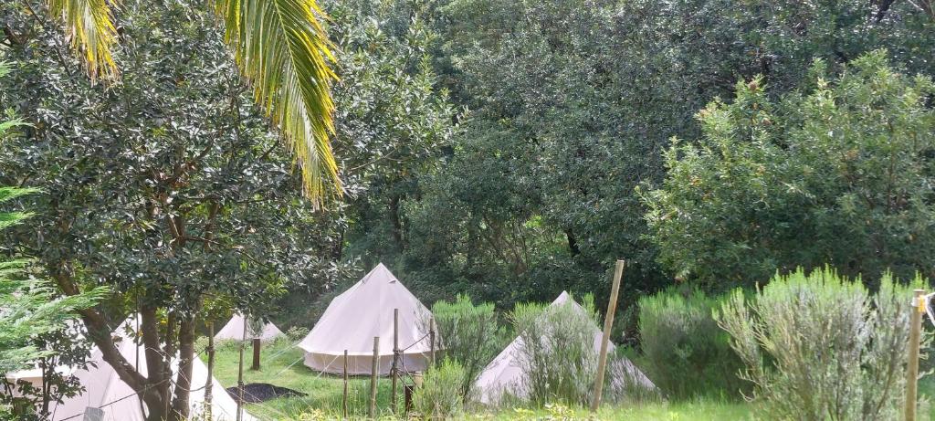 grupa namiotów na polu z drzewami w obiekcie Nature Retreat - Laurel Forest w mieście Seixal