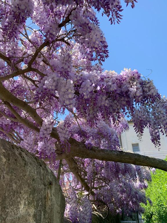 Vonkajšia záhrada v ubytovaní Paradisa28 - Amalfi - Zona Ospedale Cisanello
