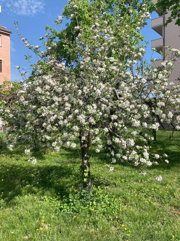 Vonkajšia záhrada v ubytovaní Paradisa28 - Amalfi - Zona Ospedale Cisanello