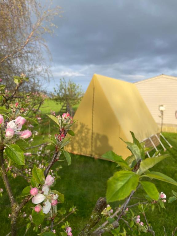 a tent in a field with a flowering tree at The Garden Tent in Whitchurch