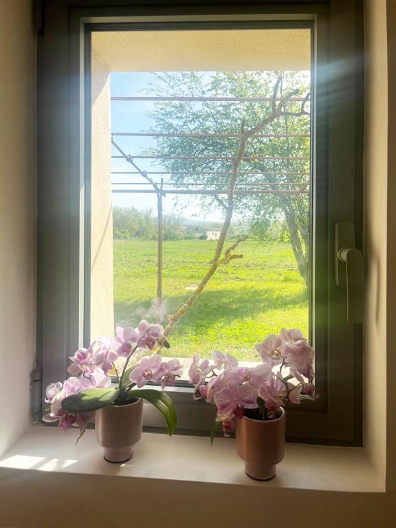 Zahrada ubytování Le Petit Cabanon Provençal