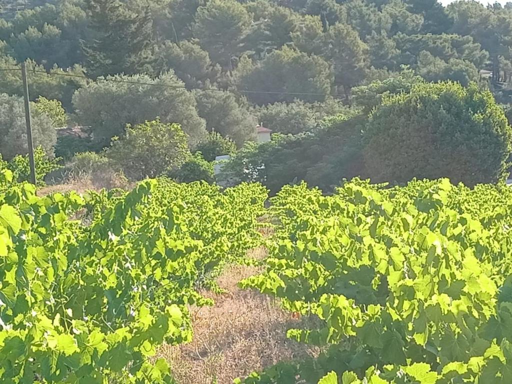 a field of cabbage plants with trees in the background at Maison à la Naronne in Bandol