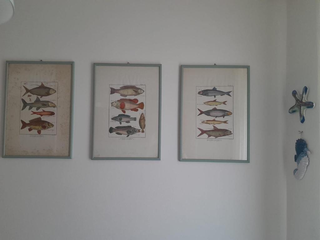 four framed pictures of fish on a white wall at Capraia per te in Capraia