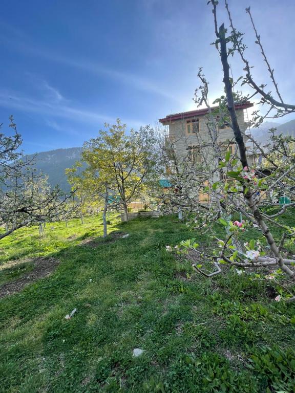 a house on the side of a hill with an apple tree at heavens retreat manali in Manāli