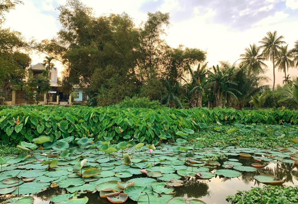 a pond filled with lily pads in a field at Khách sạn căn hộ Sentosa Coco in Hà Quảng (4)