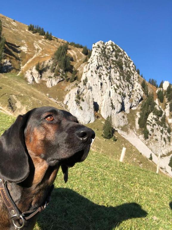 Huéspedes con una o varias mascotas en Vitalhotel Quellengarten - Bed & Breakfast