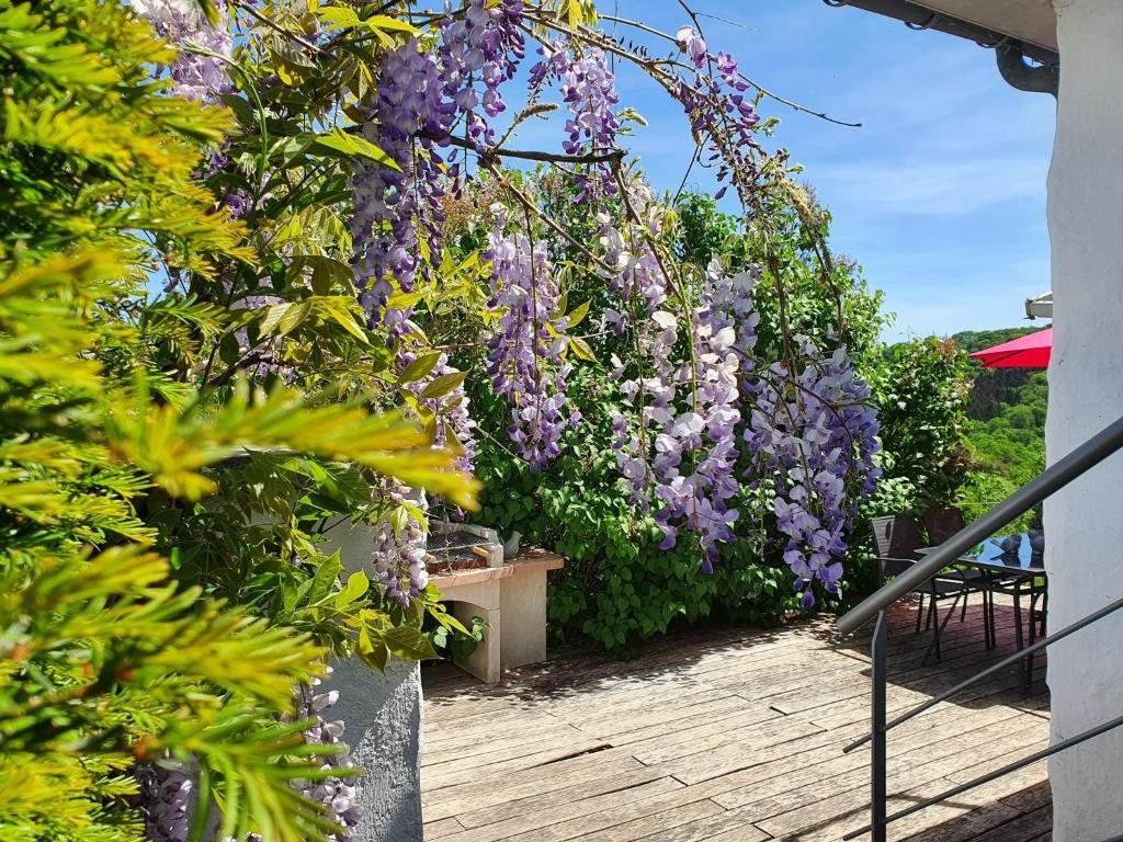 een tuin met paarse bloemen op een hek bij La Maison du Sabotier in Custinne