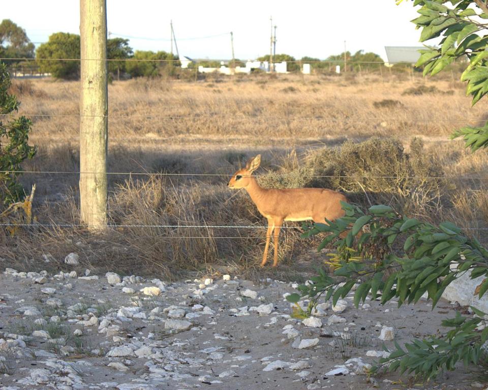 a deer standing in a field next to a fence at Silver Oaks Luxury Guest Cottage in Langebaan