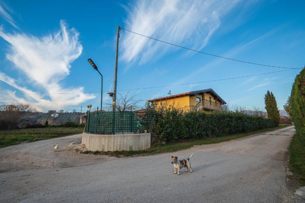a dog walking down a road in the street at Roberta House in Isernia