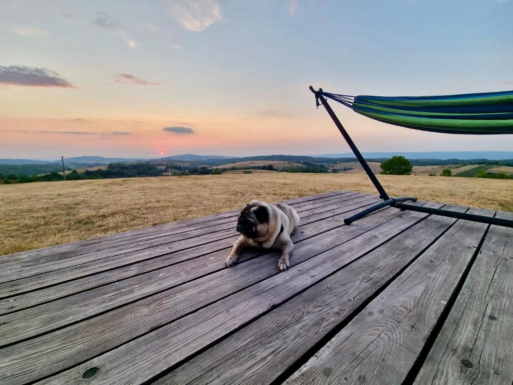 Domácí mazlíčci ubytovaní s hosty v ubytování Mountaintop Panoramaview casa in Bihor apuseni