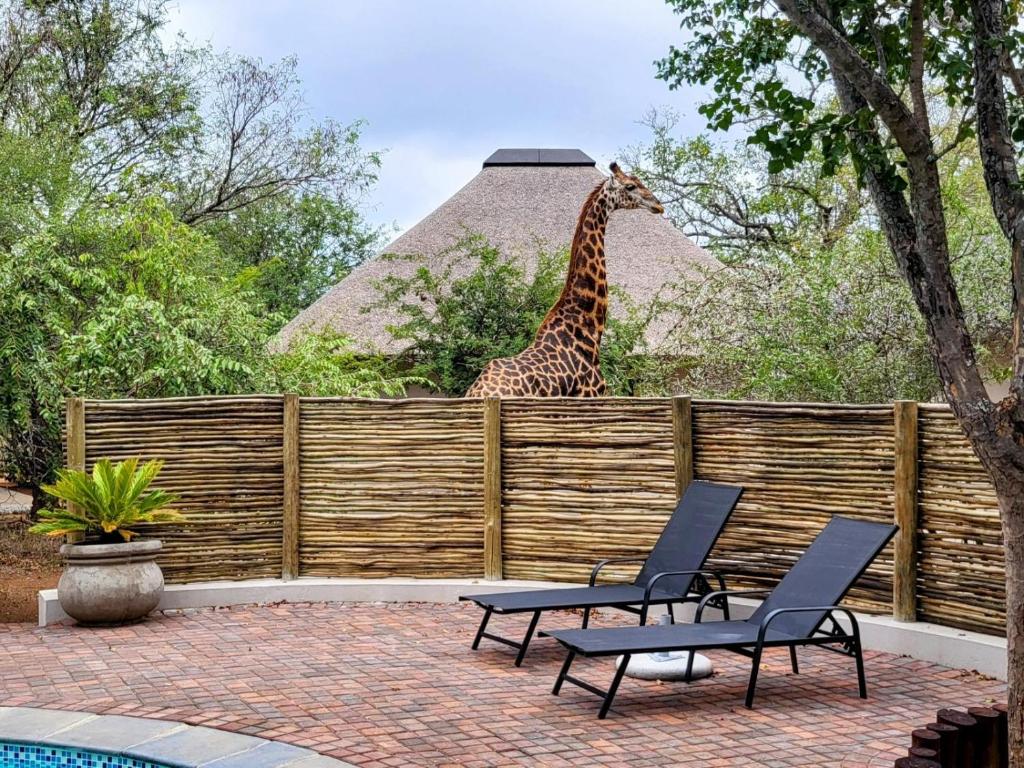 a giraffe standing over a wooden fence with two chairs at Taaibos Bush Lodge in Hoedspruit