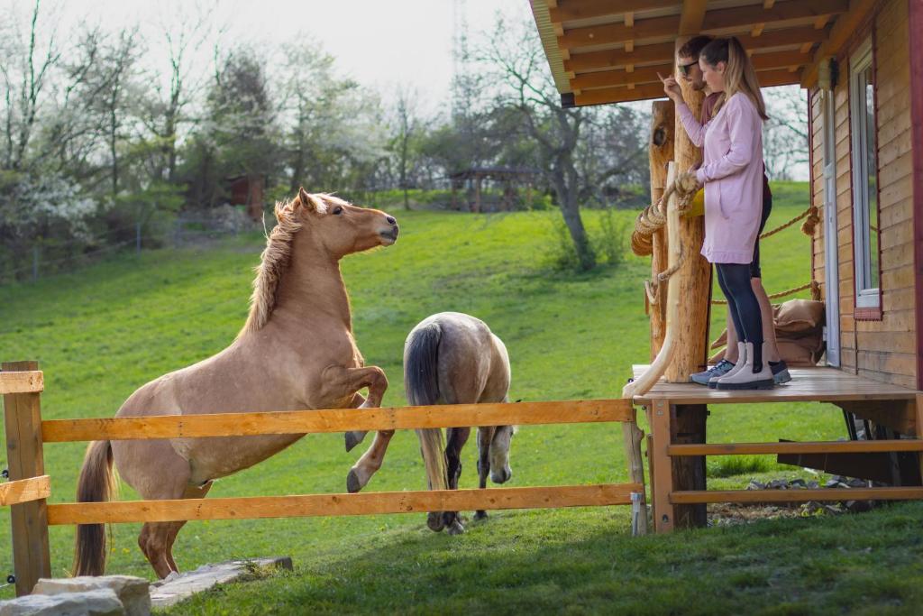 Animals a la tenda de luxe o a prop