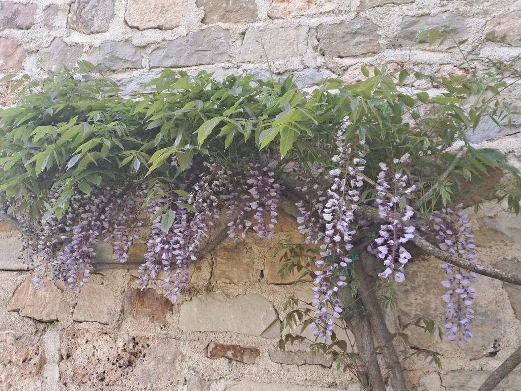une plante avec des fleurs violettes sur un mur en pierre dans l'établissement Les glycines, à Salles-la-Source