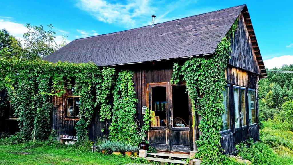stary dom pokryty bluszczem na polu w obiekcie Siedlisko Muchówka w mieście Ciężkowice