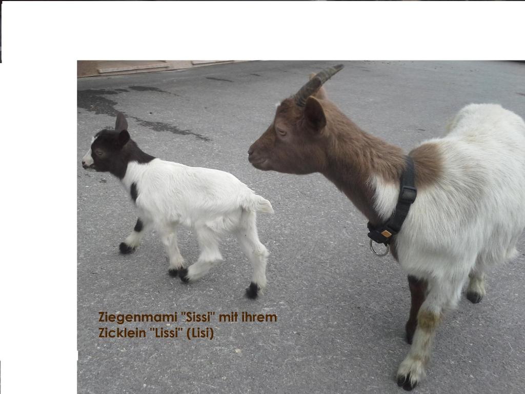 Zvířata v venkovského domu nebo okolí