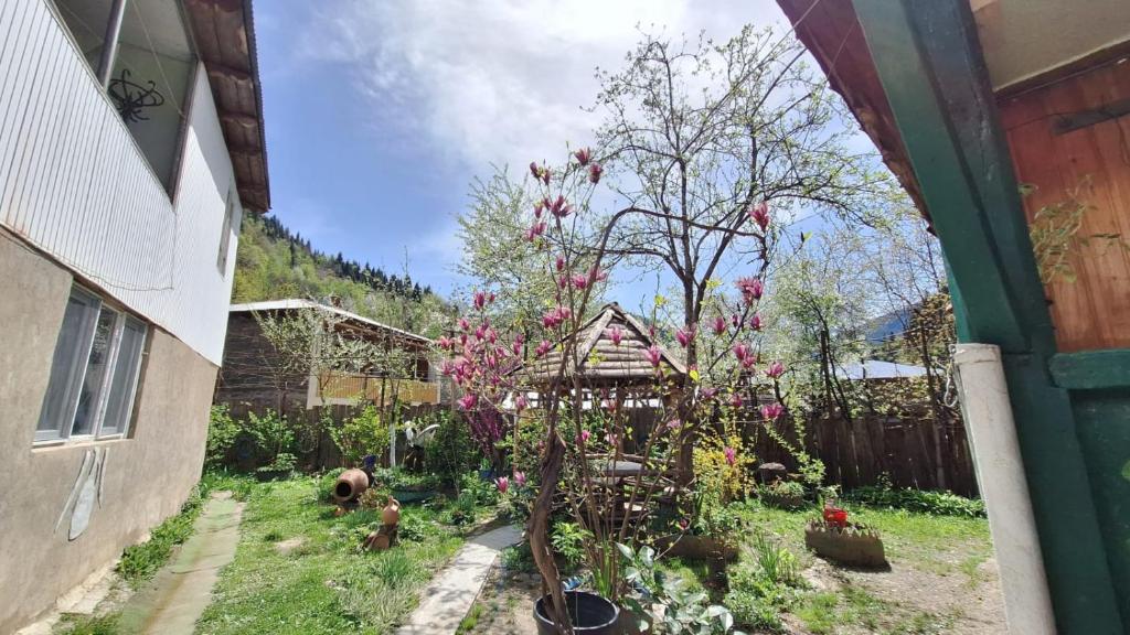 Zahrada ubytování Guest House "SVANETI"