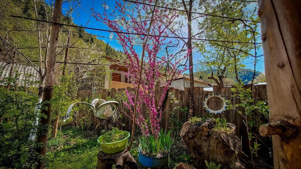 Zahrada ubytování Guest House "SVANETI"