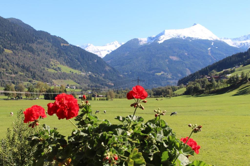 um grupo de flores vermelhas em um campo com montanhas em Landhaus Schwaiger em Bad Hofgastein