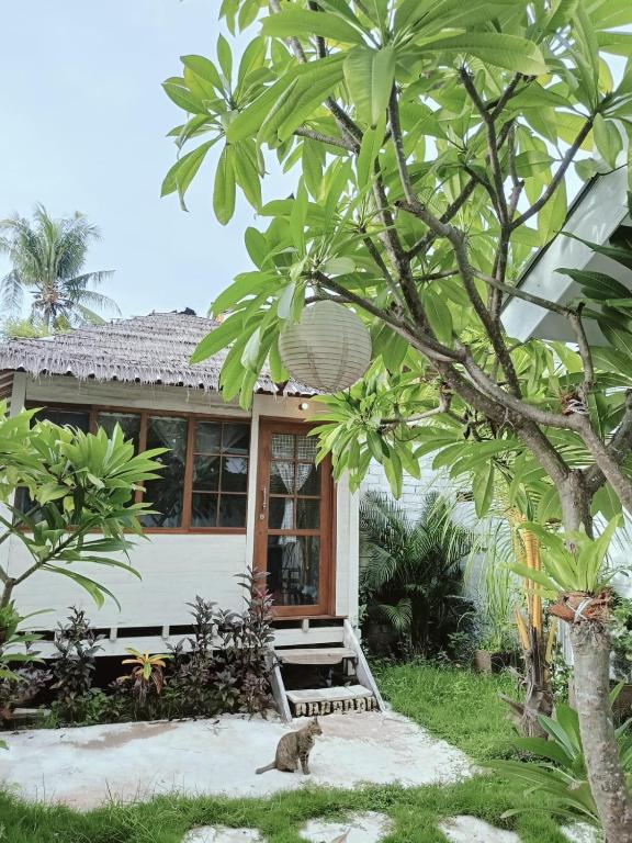 a cat sitting in front of a house at Balla Naila in Gili Trawangan