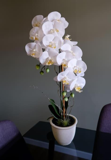 a white plant in a white pot on a table at O Cantinho do Colégio - Dourocollege in Lamego