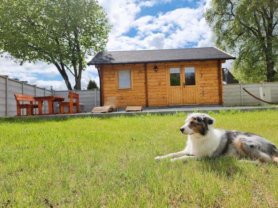 a dog laying in the grass in front of a cabin at Glückseligkeit am Waldesrand 
