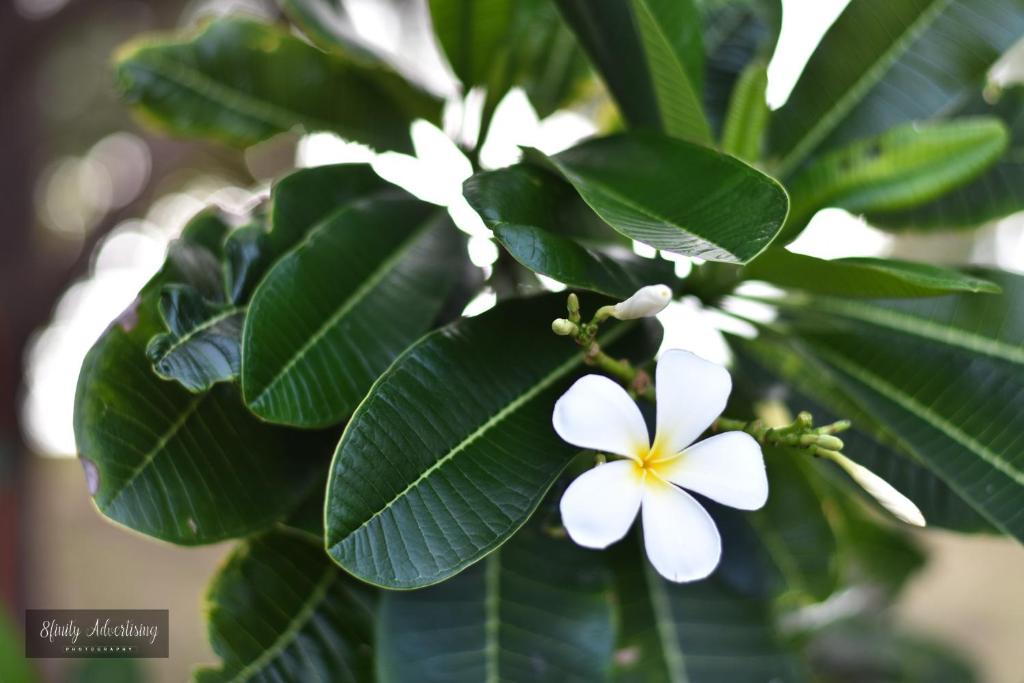 Fotografie z fotogalerie ubytování Coralview Island Resort v destinaci Tavewa