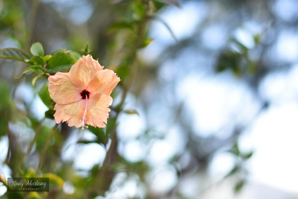 Fotografie z fotogalerie ubytování Coralview Island Resort v destinaci Tavewa