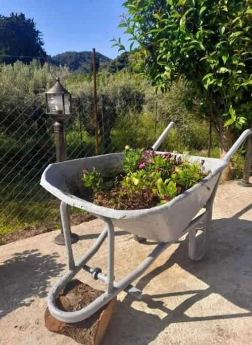Zahrada ubytování Olivetree private Villa