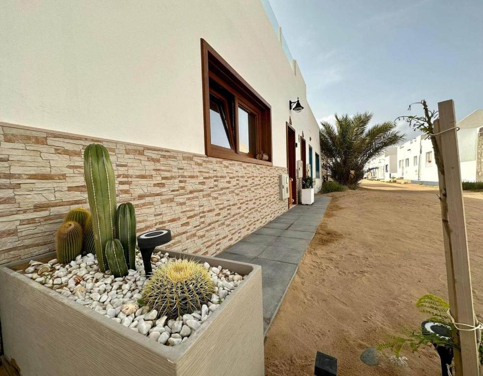 un cactus en una olla al lado de un edificio en La Graciosita Traditional Home en Caleta de Sebo