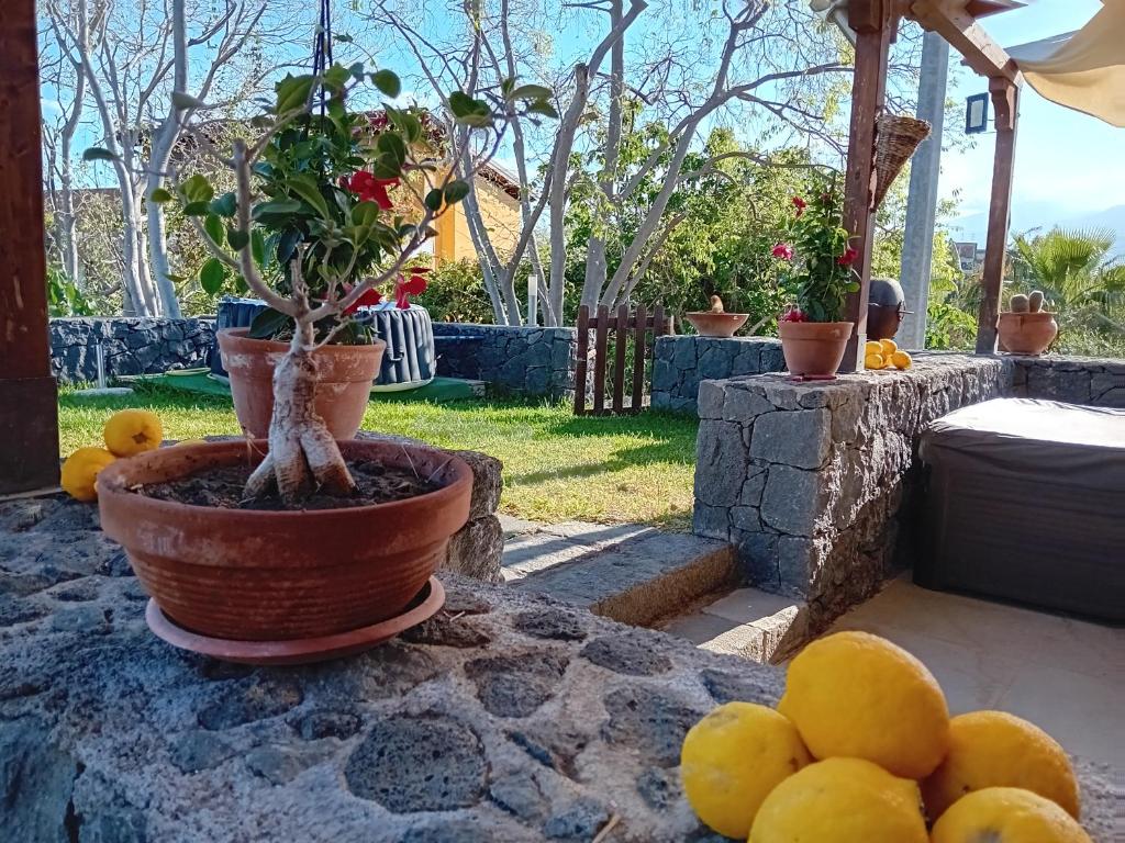 een plant in een pot op een tafel met citroenen bij BREZZA MARINA (LUXURY HOME) in Giardini Naxos
