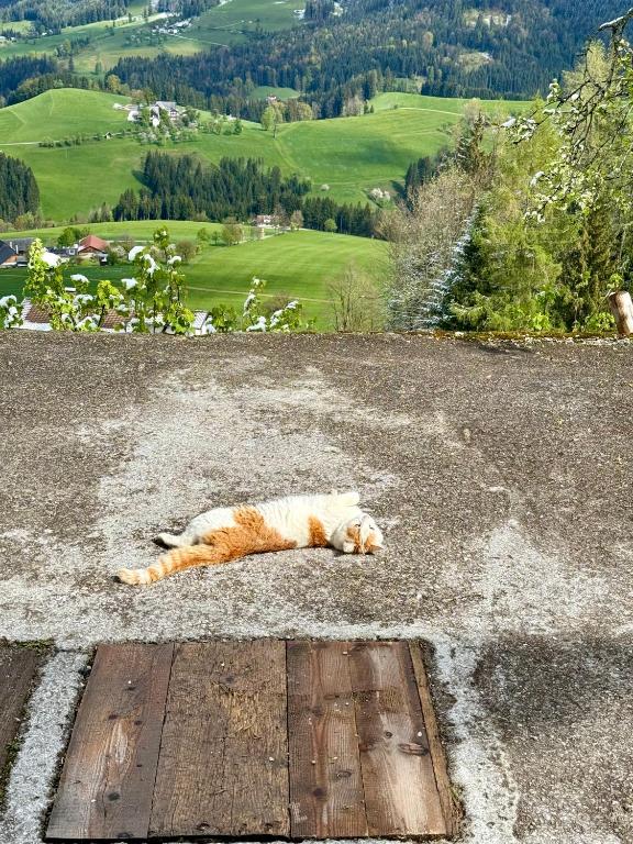 Domácí mazlíčci ubytovaní s hosty v ubytování Almresort Baumschlagerberg