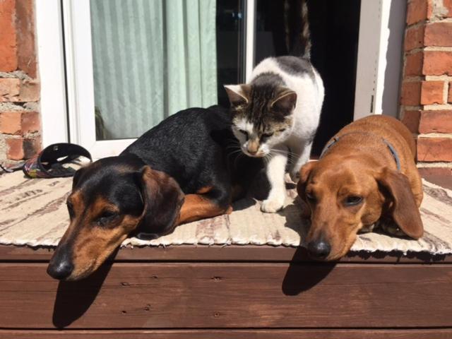 two dogs and a cat sitting on a doorstep at Stara Szkoła na Warmii in Mokiny