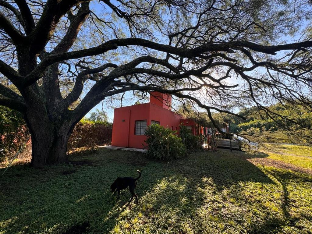 維拉阿連德的住宿－La casita anaranjá，一只黑狗站在红楼旁边的草上