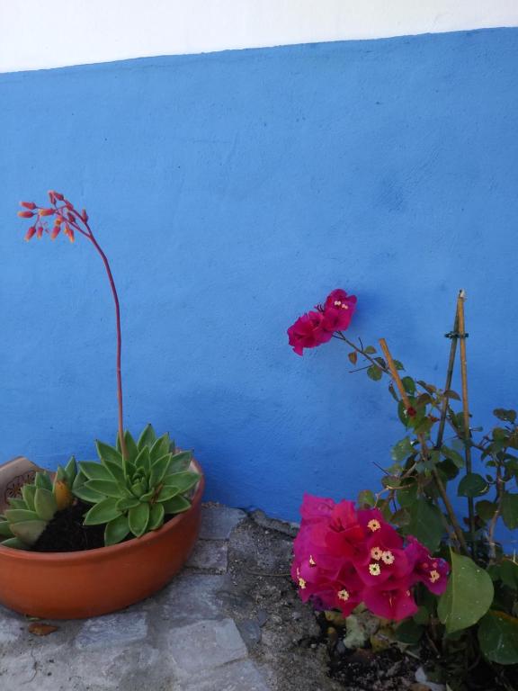 two potted plants and flowers in front of a blue wall at Little Hut do sul in São Brás de Alportel