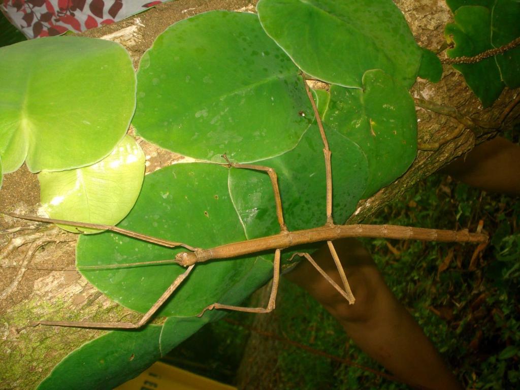 Fotografie z fotogalerie ubytování Oasi v destinaci Cahuita