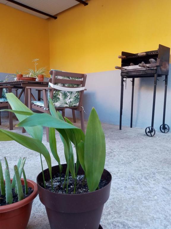a room with two potted plants and a chair at Casa de Tina y Cora in Mora