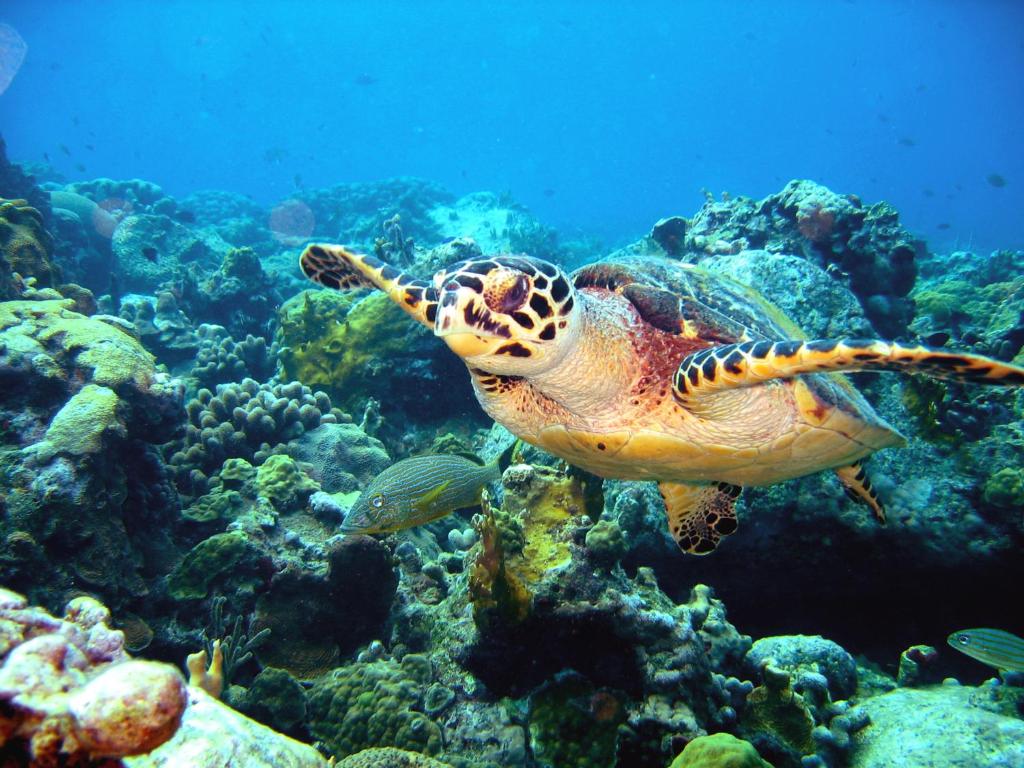 a green sea turtle swimming in the ocean at Douceurs Caraïbes, Gîte Alpinia. in Bouillante
