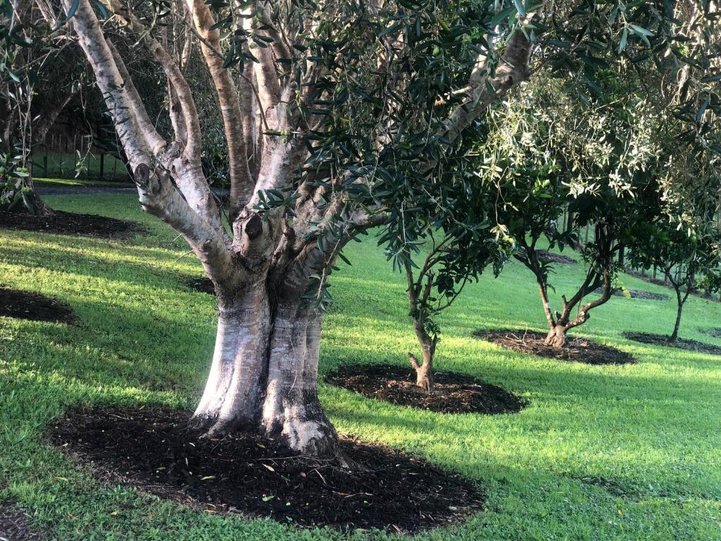 a group of trees in a field of grass at Villetta - Matakana Peaceful Private Luxury Retreat in Matakana