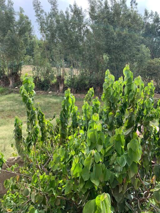 Casa acogedora 10 Px en Mancos, Yungay Alexs House