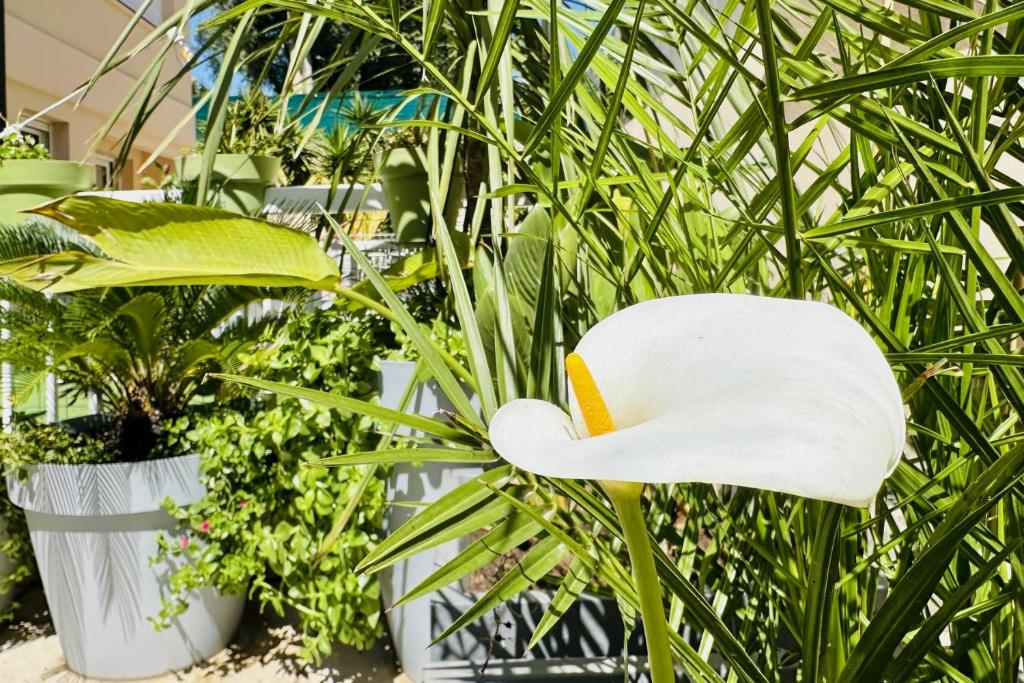 a white flower in front of some plants at Cannes NG - Appartement à 10 mn du Palais des Festivals in Cannes