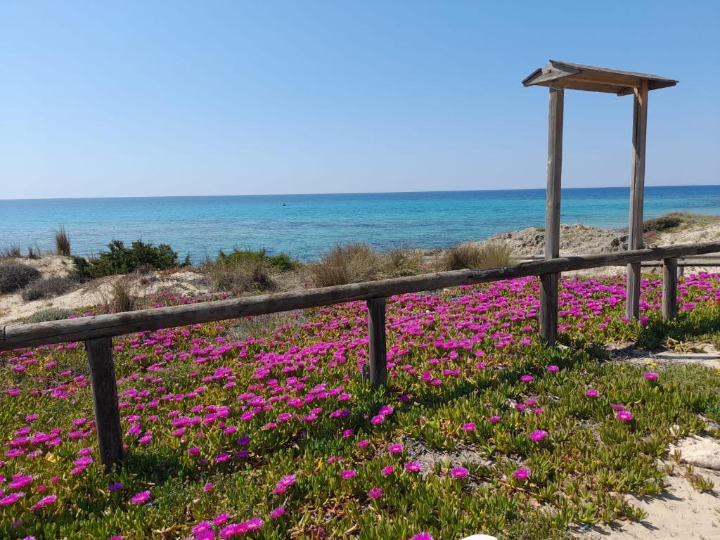 モルチャーノ・ディ・レウカにあるCasa a due passi dal mare Salentoの浜辺のピンクの花畑