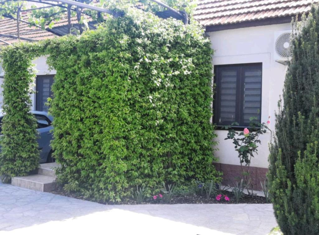 a building with a large green bush next to a house at El Sol Apartmani in Bar